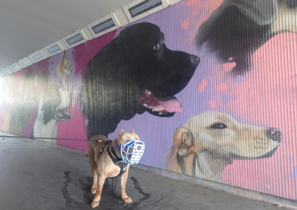 dog (2)
